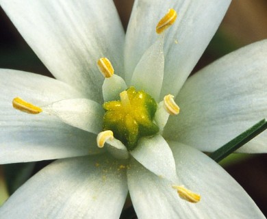 Ornithogalum umbellatum