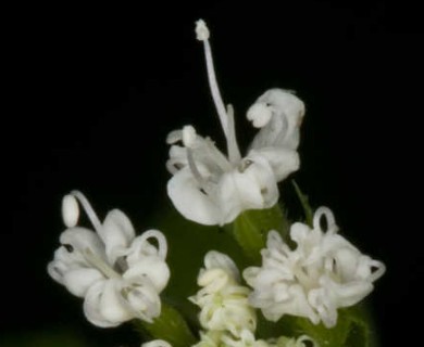 Osmorhiza longistylis