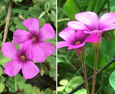 Oxalis articulata