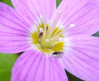 Oxalis oregana