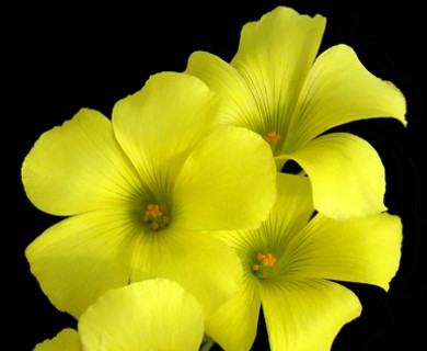 Oxalis pes-caprae