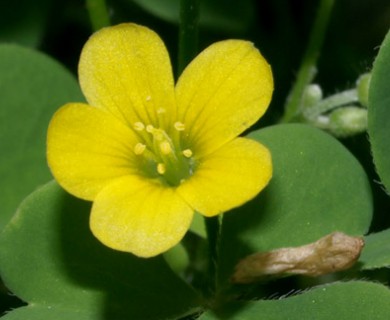 Oxalis stricta