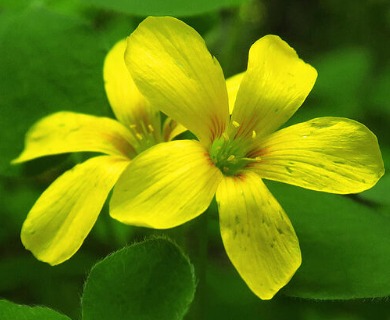 Oxalis suksdorfii