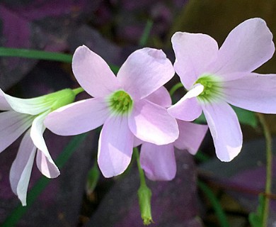 Oxalis triangularis