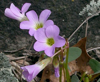 Oxalis violacea