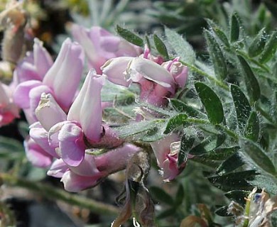 Oxytropis arctica