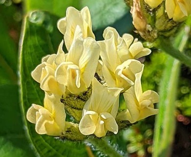 Oxytropis maydelliana