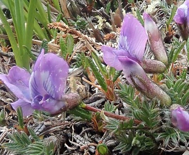 Oxytropis nigrescens