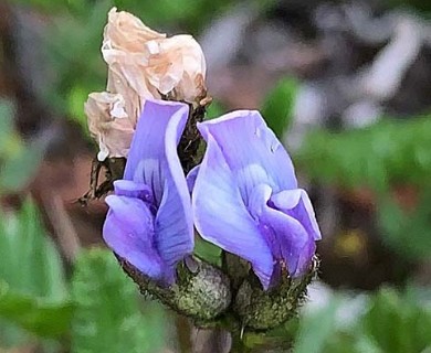 Oxytropis scammaniana