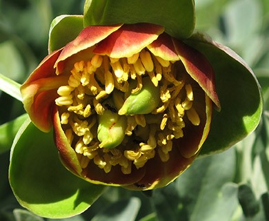 Paeonia brownii