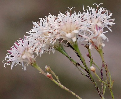 Palafoxia integrifolia