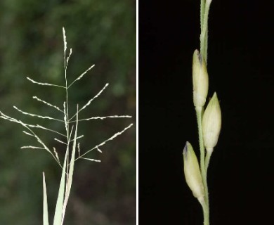 Panicum dichotomiflorum