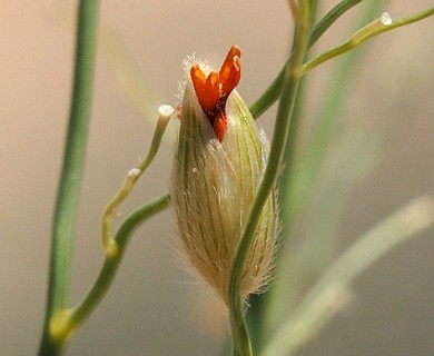 Panicum urvilleanum