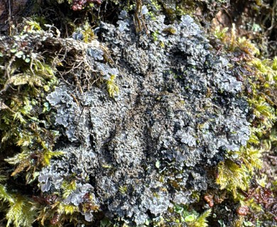 Pannaria conoplea
