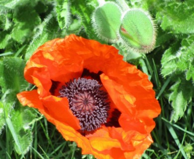 Papaver orientale