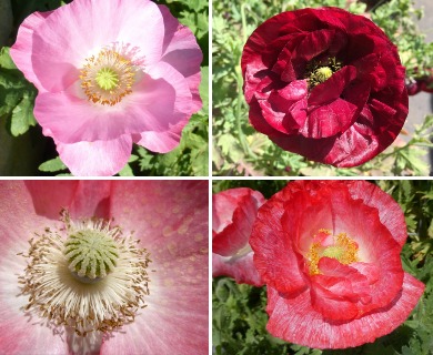 Papaver rhoeas