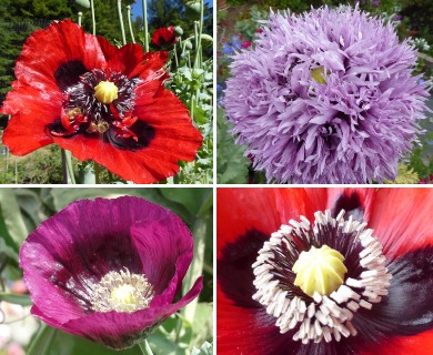 Papaver somniferum