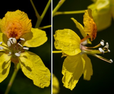 Parkinsonia aculeata