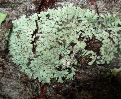 Parmeliopsis hyperopta