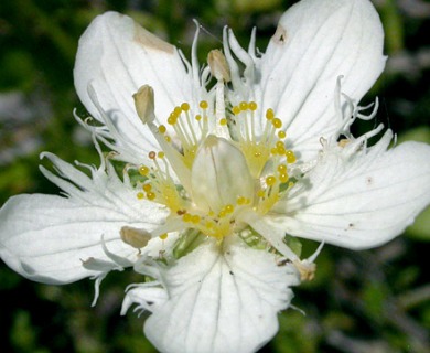 Parnassia cirrata