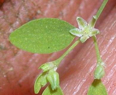 Paronychia canadensis