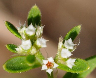 Paronychia drummondii