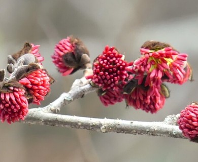 Parrotia persica