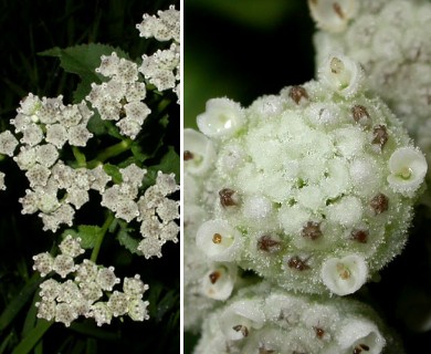 Parthenium integrifolium