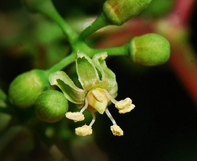 Parthenocissus quinquefolia