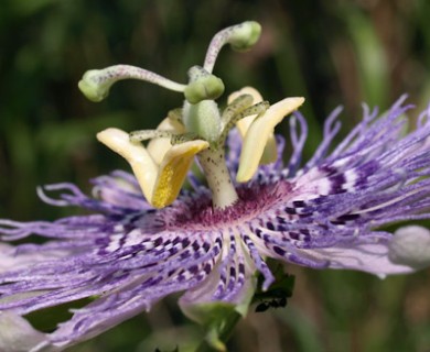 Passiflora incarnata