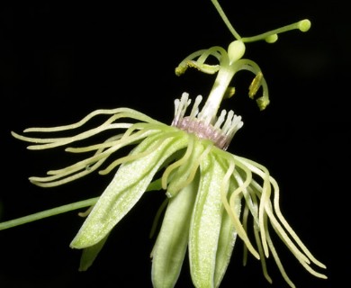 Passiflora lutea