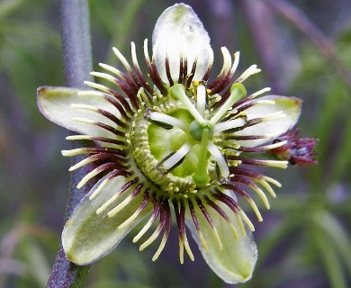 Passiflora tenuiloba