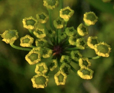 Pastinaca sativa