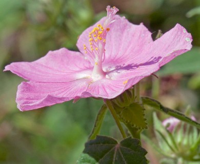 Pavonia lasiopetala