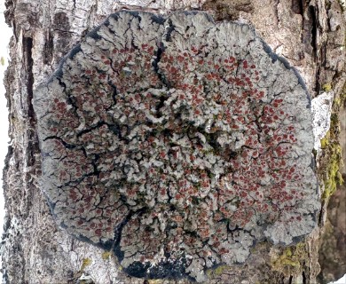 Pectenia plumbea