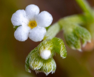Pectocarya anisocarpa