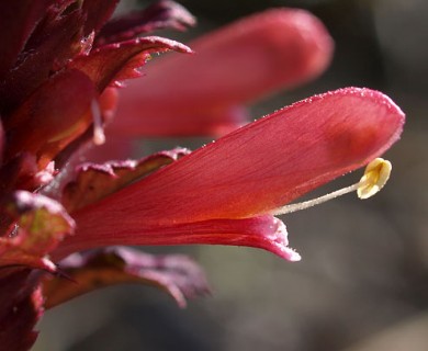 Pedicularis densiflora