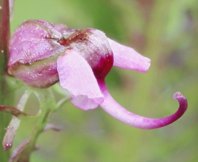 Pedicularis groenlandica