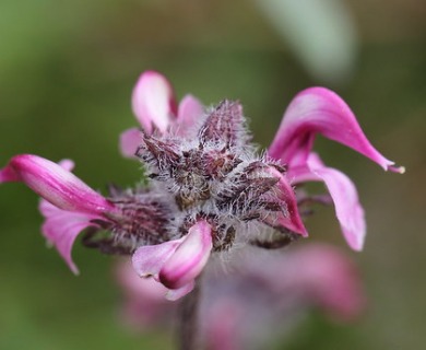 Pedicularis ornithorhyncha