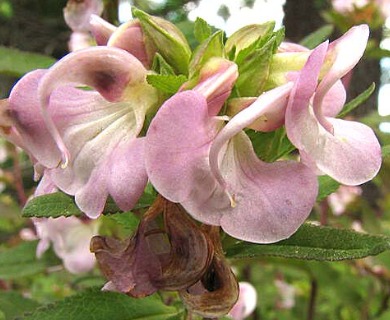 Pedicularis racemosa