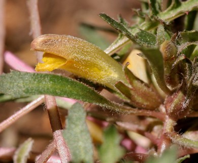 Pedicularis semibarbata