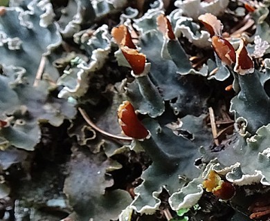 Peltigera rufescens