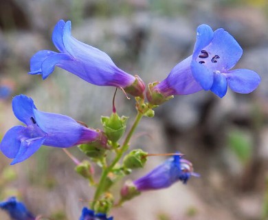 Penstemon azureus