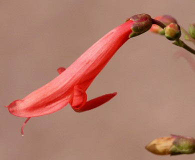 Penstemon barbatus