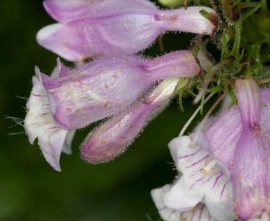 Penstemon calycosus