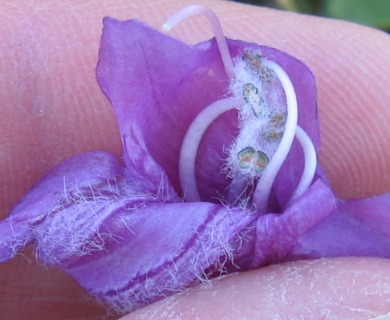 Penstemon cardwellii