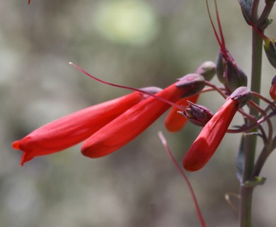 Penstemon centranthifolius