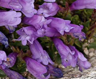 Penstemon davidsonii