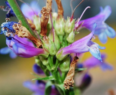 Penstemon euglaucus