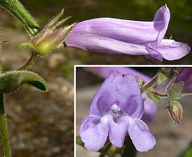 Penstemon fruticosus